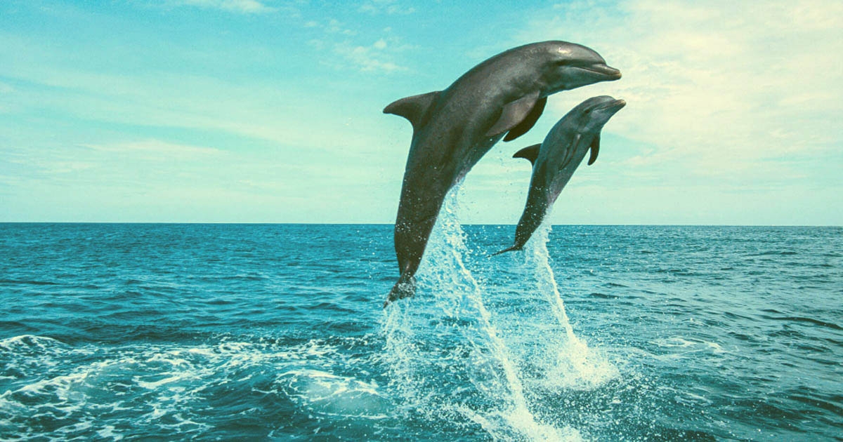 tarkarli beach dolphins