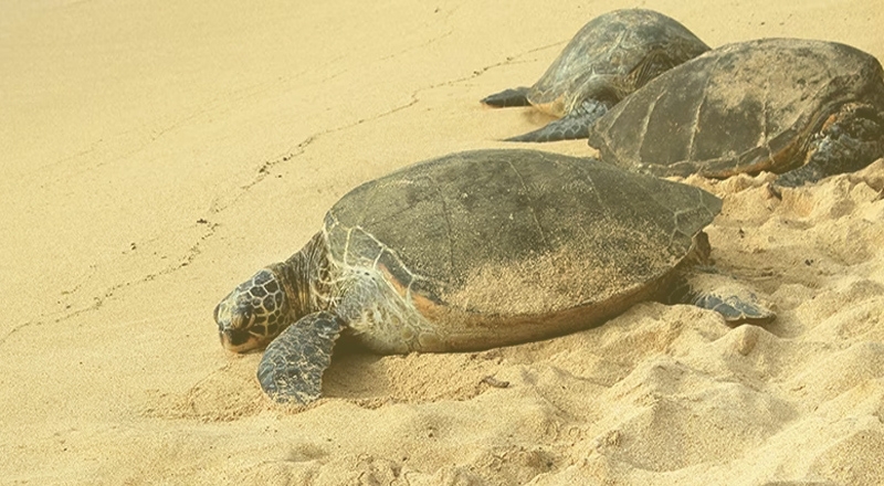 anjarle beach turtle festival