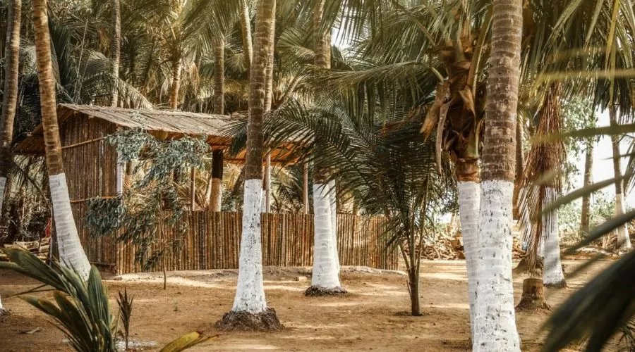 Alibag Thal Coconut Beach Resort  alibaug