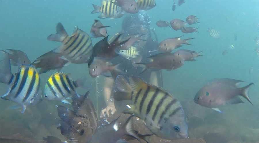 Aarya Home Stay tarkarli