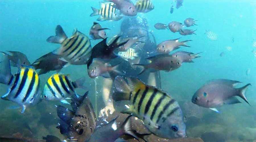 New Aarya Home Stay Tarkarli