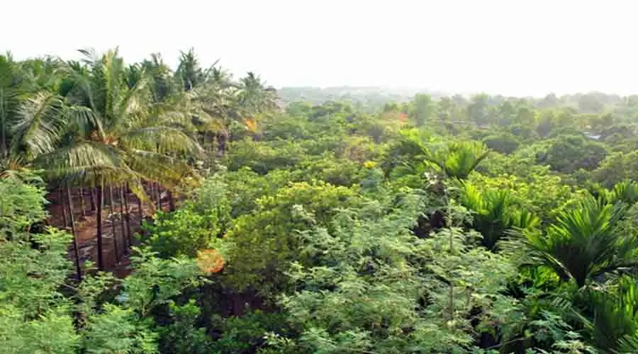 Green Nest Resort in ratnagiri at hotelinkonkan.com