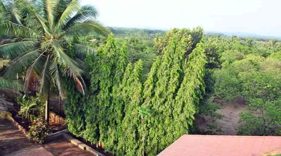 Green Nest Resort in ratnagiri at hotelinkonkan.com