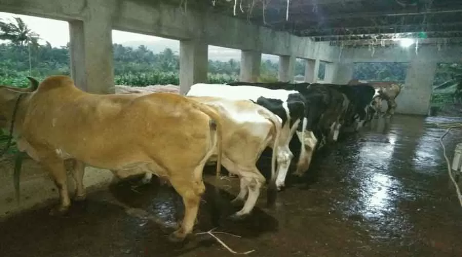 Laxmi Chayaa in shrivardhan at hotelinkonkan.com