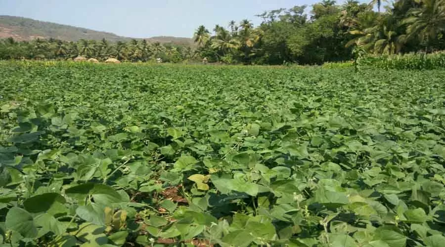 Laxmi Chayaa in shrivardhan at hotelinkonkan.com
