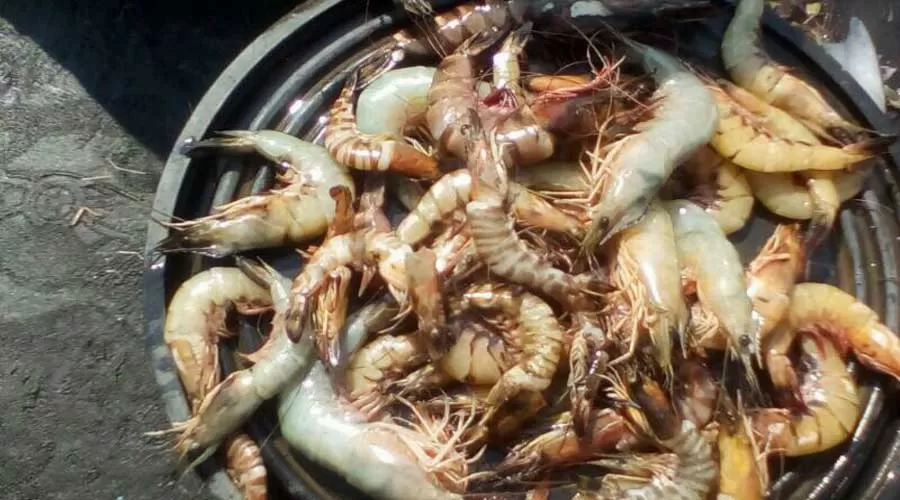 Manisha Nivas in harnai at hotelinkonkan.com