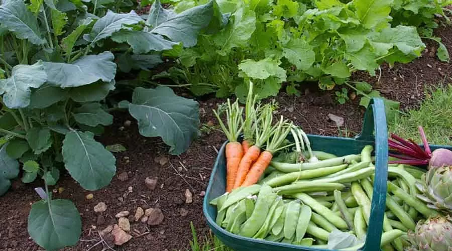 Mais Resort in sindhudurg at hotelinkonkan.com