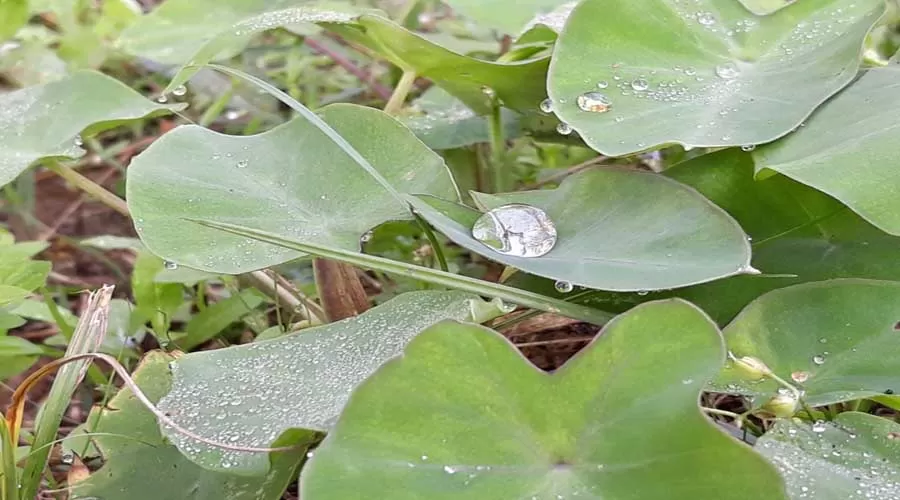 Sagwan Nivas in malvan at hotelinkonkan.com