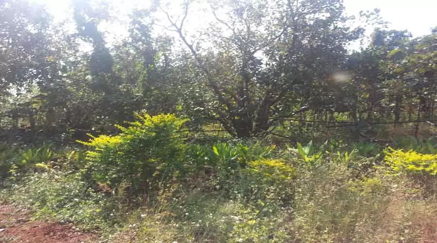 Surve Farm House in guhagar at hotelinkonkan.com