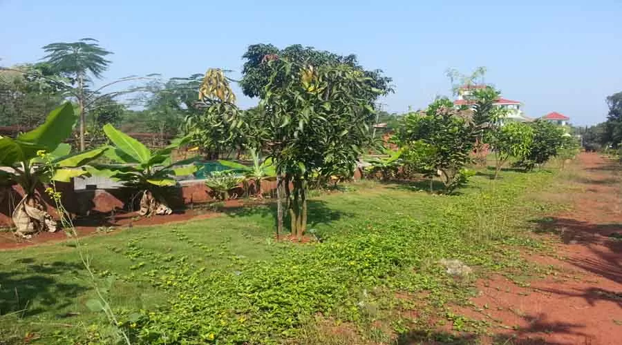 Surve Farm House in guhagar at hotelinkonkan.com