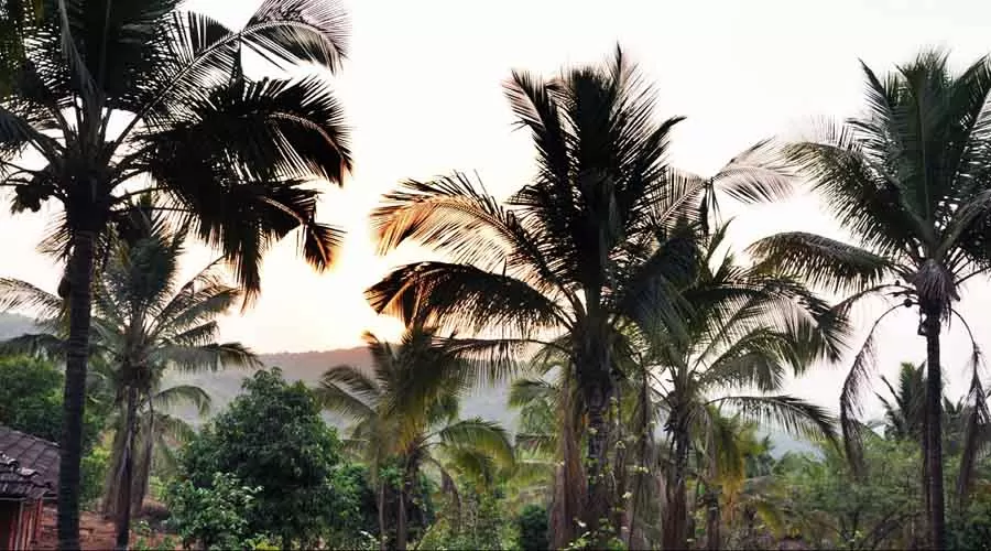 Shangrila Valley Farm in dapoli at hotelinkonkan.com