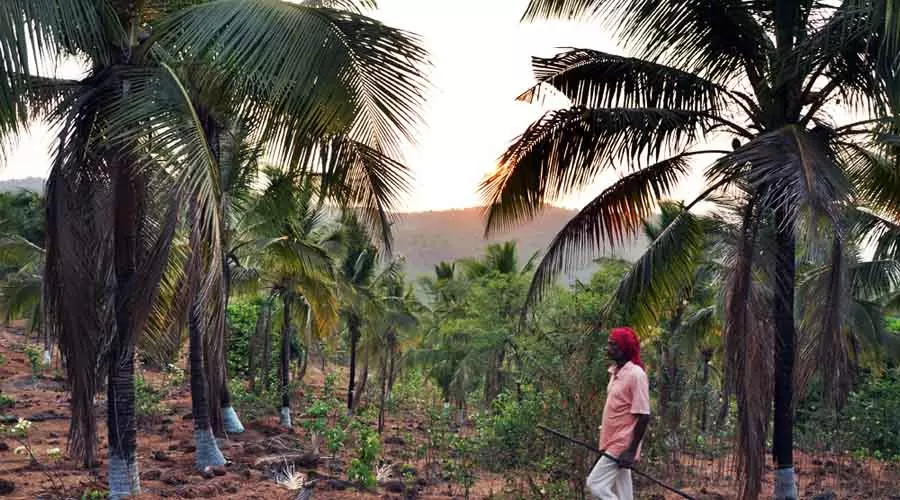 Shangrila Valley Farm in mandangad at hotelinkonkan.com