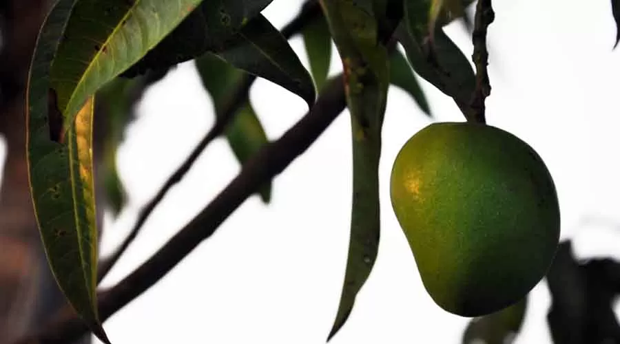 Shangrila Valley Farm in mandangad at hotelinkonkan.com