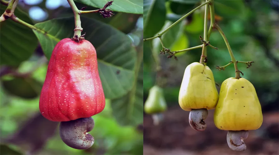 Shangrila Valley Farm in mandangad at hotelinkonkan.com