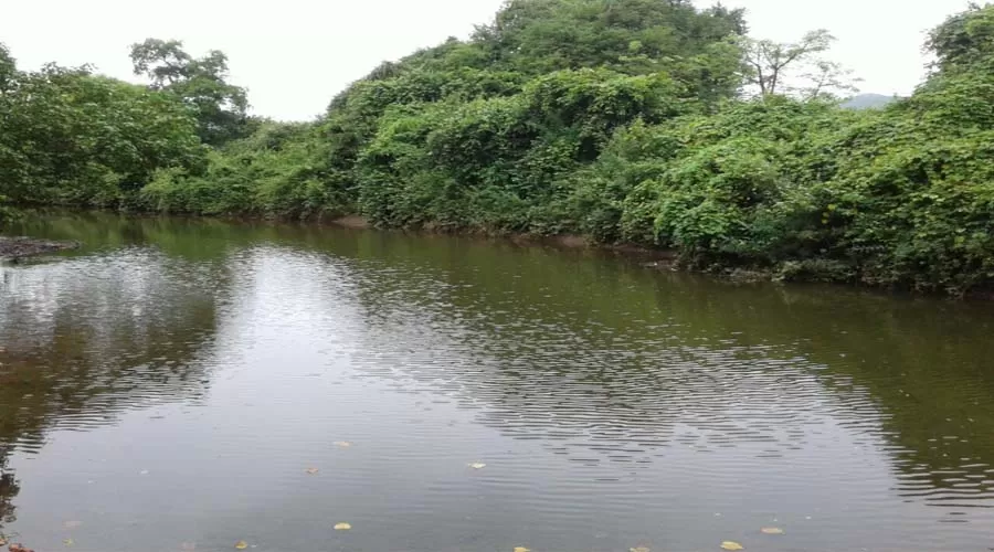 Sai Shrushti farms in alibaug