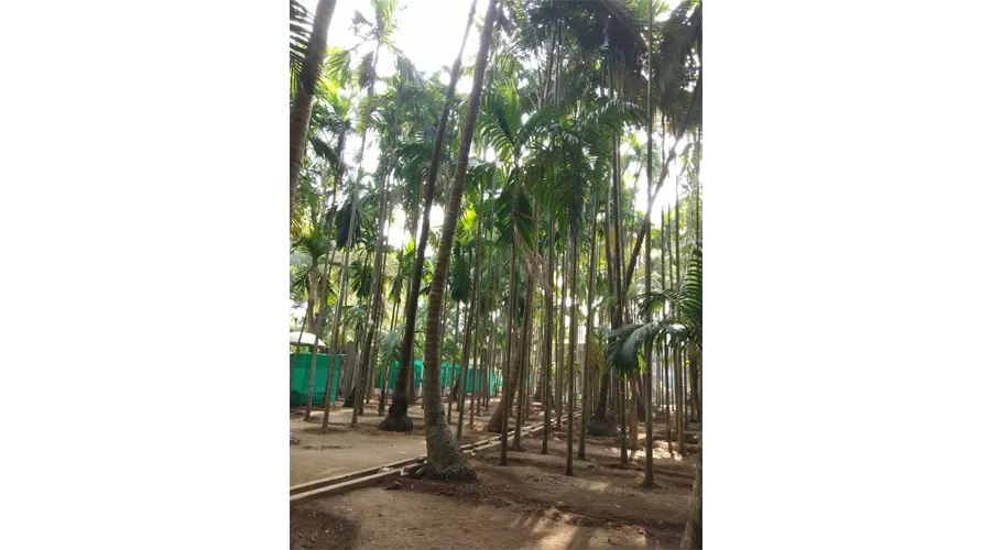 Somkrupa Cottege nagaon