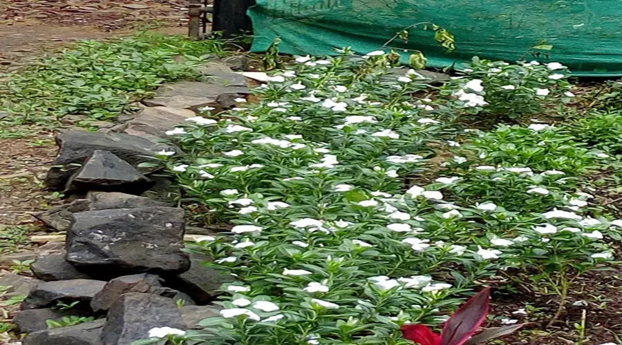 Kishor Farm House kihim