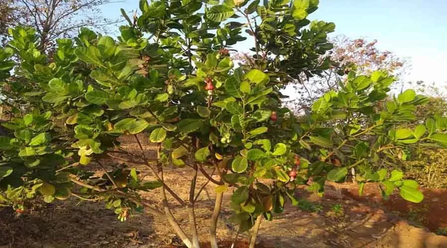 Kokan Pride Resort dapoli