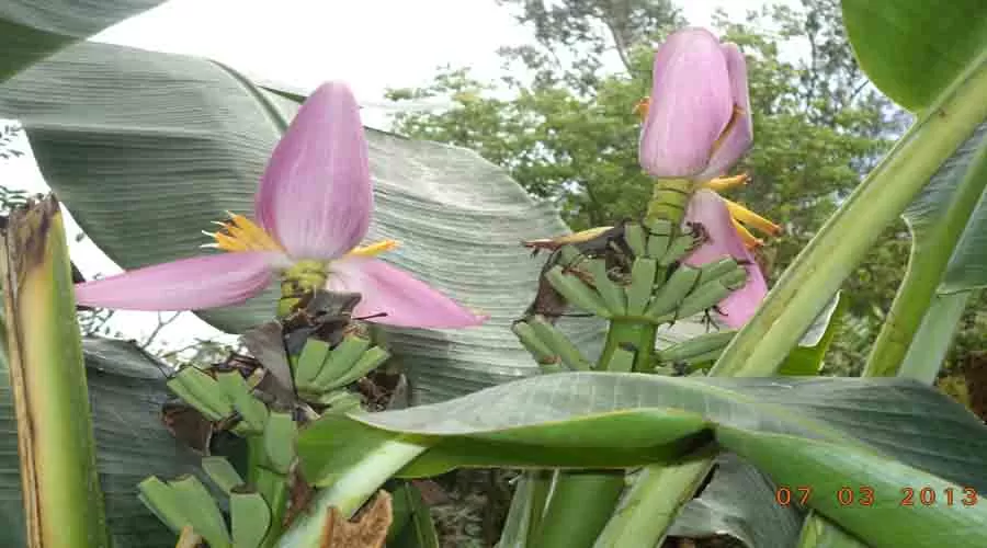 Ramanant Village Resort kankavli
