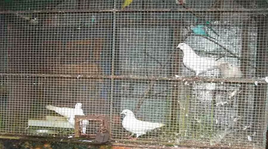 Ramanant Village Resort kankavli