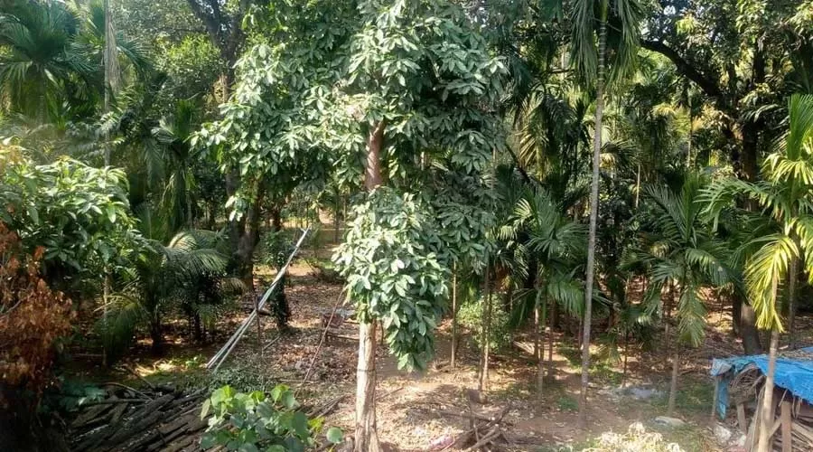 Shrikrupa Homestay anjarle