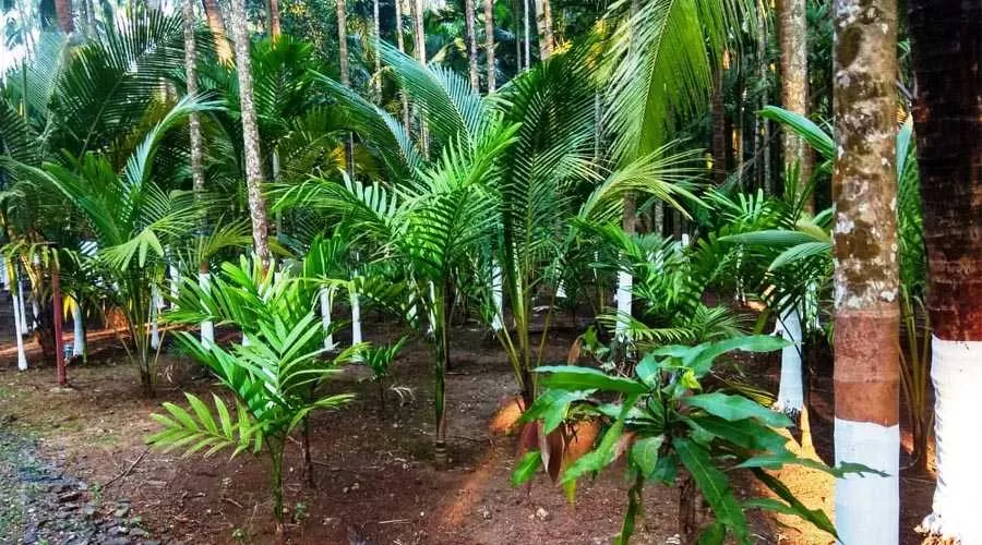 Anandamay Homestay Revdanda