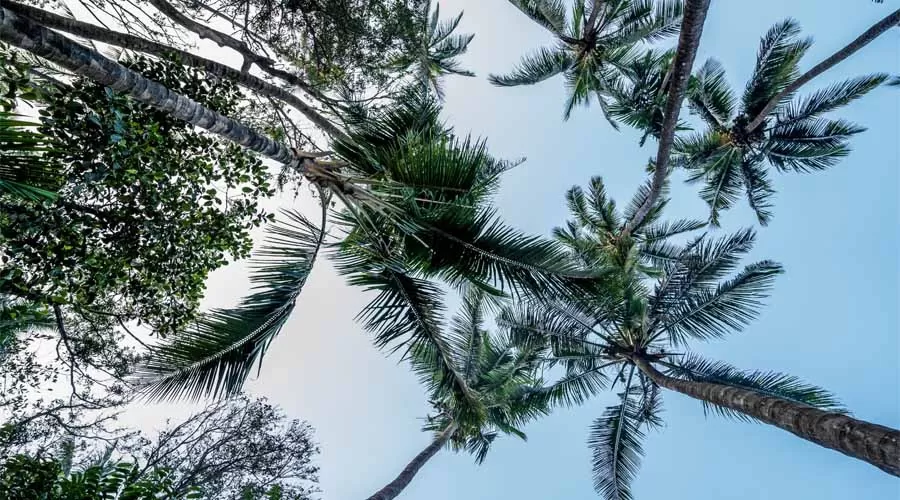 Nishant Cottage NAgaon, Alibaug